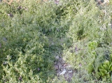 hairy vetch