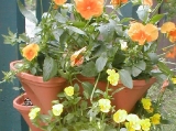 violas