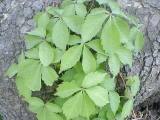 virginiacreeper