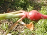 volunteer radish