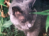 Jack in bamboo