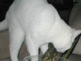 Jas eats bamboo