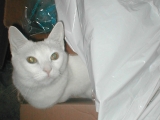Cat in a box