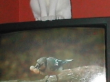 TV Cat