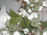 Jasmine and mock orange