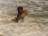 Sharik swimming in Gulf
