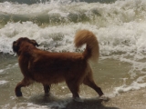 Sharik plays in waves