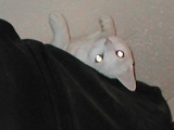 Upside down cat