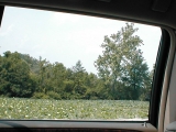 water lily pond