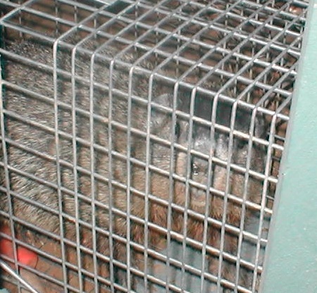 groundhog1