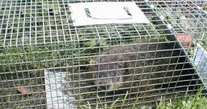 groundhog2